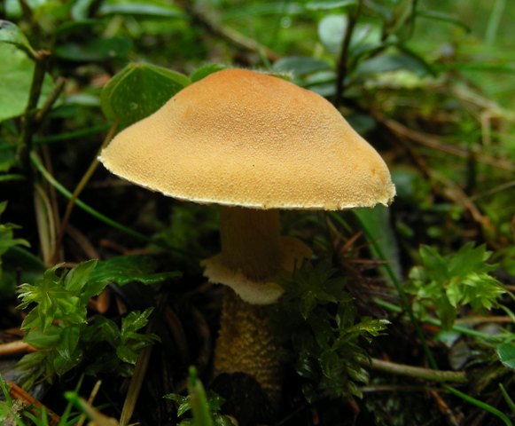 Escursione a 1500/1800,tanti funghi
